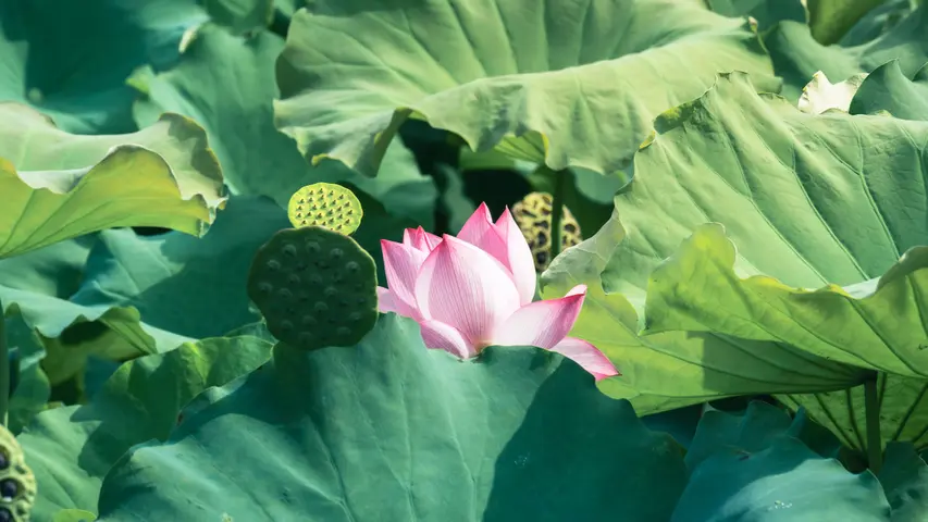 荷花